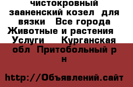 чистокровный зааненский козел  для вязки - Все города Животные и растения » Услуги   . Курганская обл.,Притобольный р-н